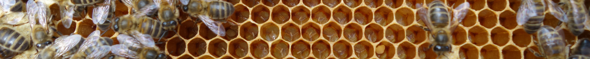 Syndicat des apiculteurs de Metz & environs
