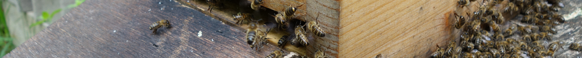 Syndicat des apiculteurs de Metz & environs